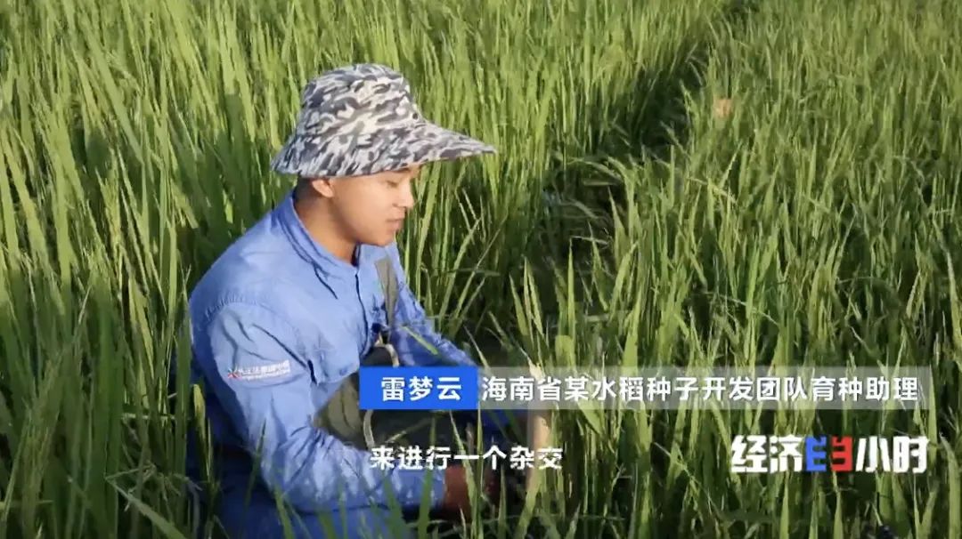 神圣计划官网app_端好“中国饭碗”!你吃的米饭 八成种子可能来自这里 神圣计划官网app_端好“中国饭碗”!你吃的米饭 八成种子可能来自这里