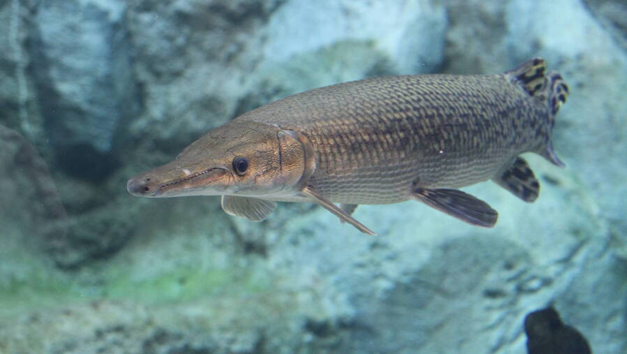 浦江暹罗鳄首次目击三周没归案 调研称选择放生鳄龟也占一成 _ 东方