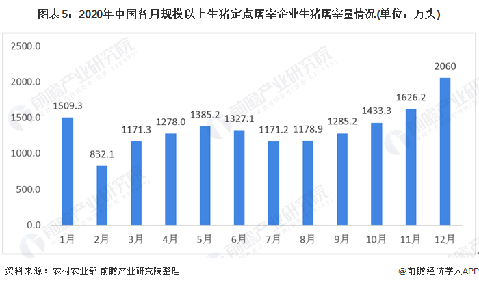 图表5:2020年中国各月规模以上生猪定点屠宰企业生猪屠宰量情况(单位：万头)