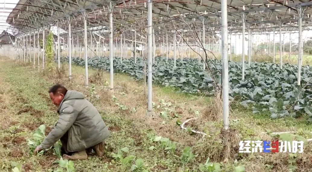 《千里马计划官网2021最新版本_荒地变宝地!有村民年入30万元!靠它就能“吸金”》