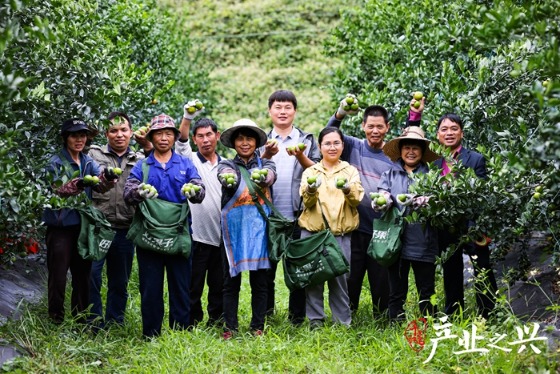 赵鑫、黄会明与果农们在碧桂园德庆贡柑产业园采摘贡柑。 