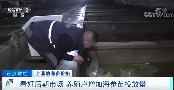 涨涨涨!有产品价格一斤猛涨600元!企业争着签合同!养它还能赚钱吗?
