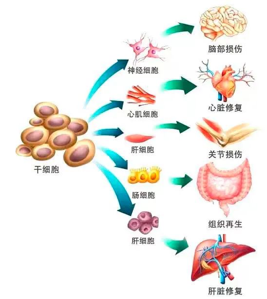 干细胞行业重磅新政呼之欲出概念股闻讯异动名单