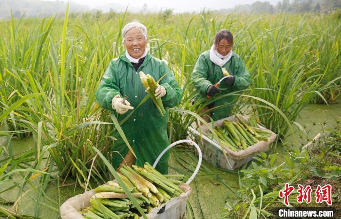 村民在农田里采摘茭白。 