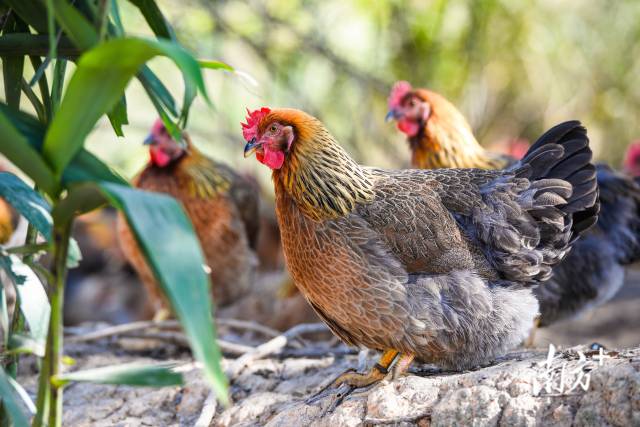 清远鸡已成为清远的一张亮丽柬帖，清远鸡产业成为清远市独具特色的农业赈济产业。曾亮超 