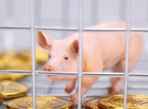 “猪茅”月入百亿！猪企7月“赢麻了” 猪价一月涨超30% 下半年怎么走？