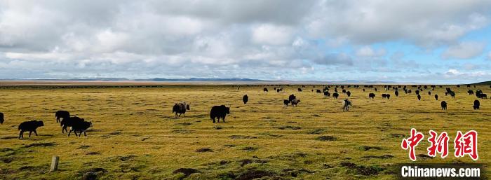 图为牛群在草原上漫步。 