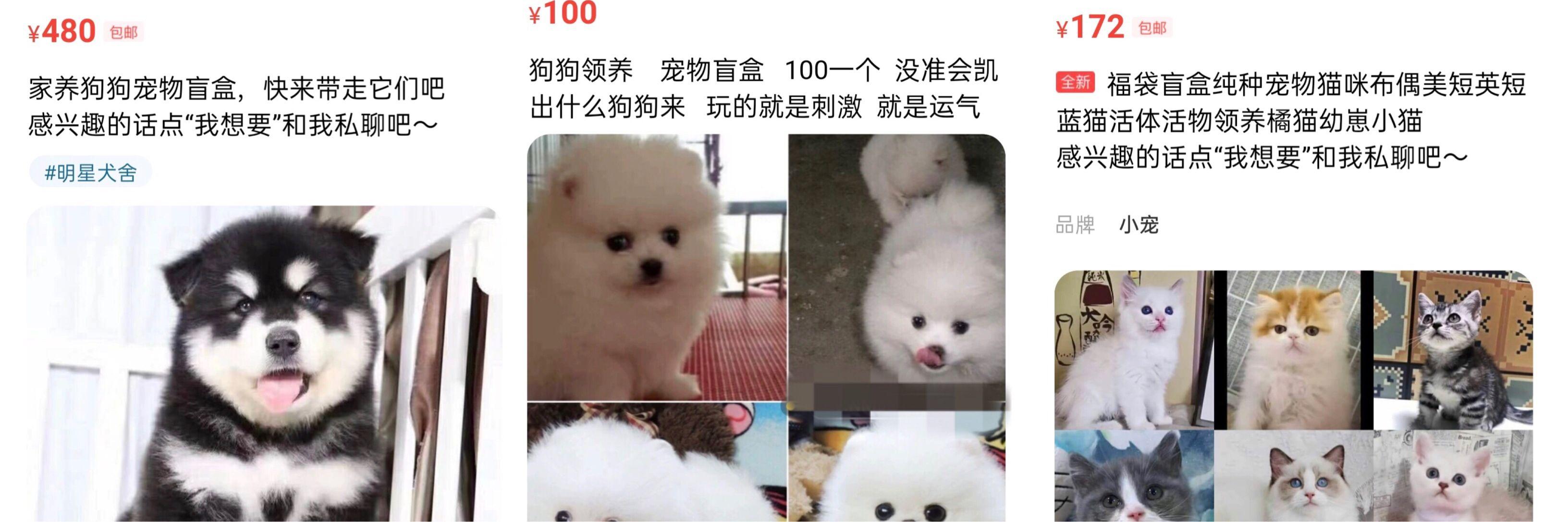 网购平台出现活体动物盲盒有卖家无法提供健康证明且称不予退换