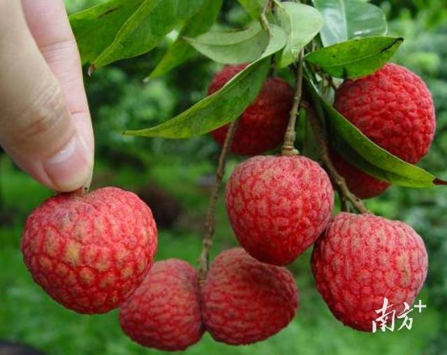 華南農業大學荔枝科技創新團隊育成的荔枝新品種之一嶺豐糯.